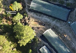 Desmantelados nueve invernaderos con 7.700 plantas de marihuana en mitad del monte en Teruel