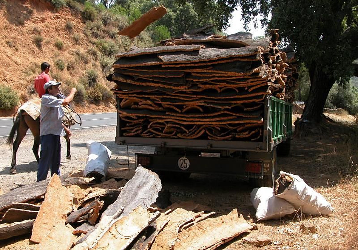 Recogida del corcho durante la saca en un alcornocal en una imagen de archivo