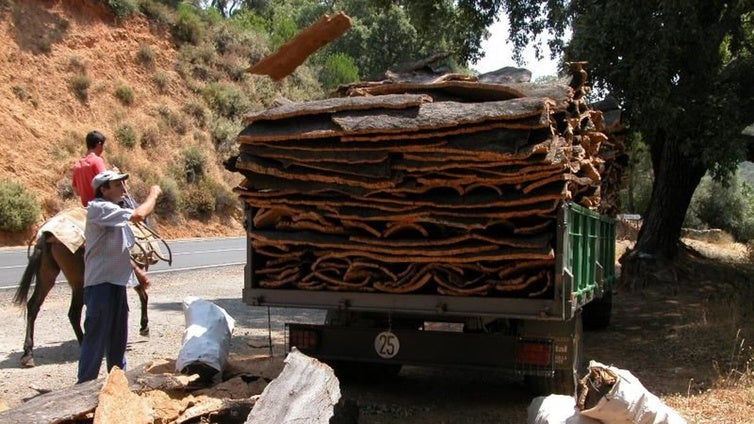 Corcho de Córdoba: producción al alza, precios a la baja y desafíos burocráticos