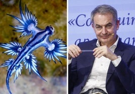 Un dragón azul venenoso y José Luis Rodríguez Zapatero