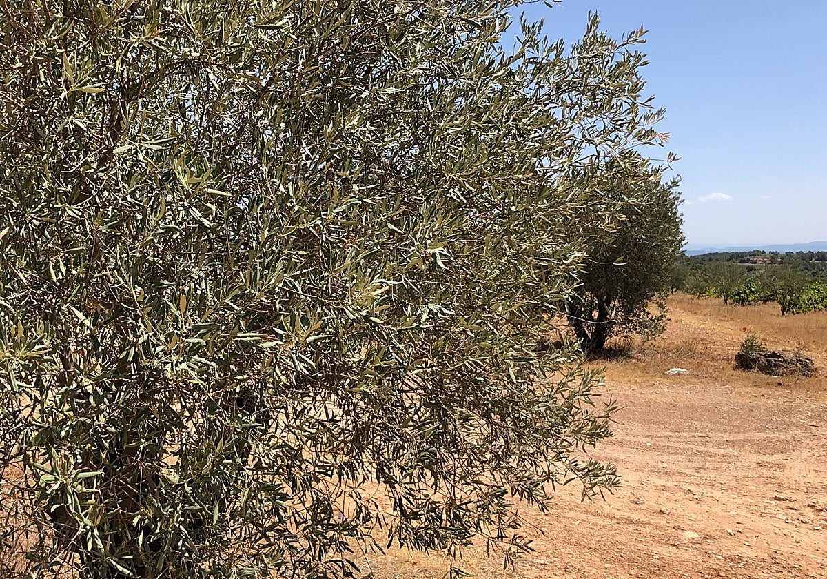 Un olivar en campos de cultivo en la Comunidad Valenciana