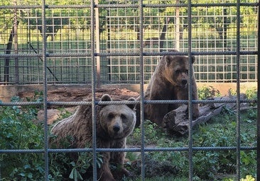 Los osos Ponderoso y Luna, rumbo a su 'jubilación' en Alemania
