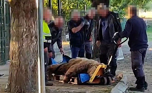 Traslado de los osos este martes en León