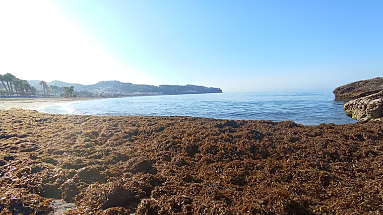 Imagen de una playa andaluza llena de esta alga asiática