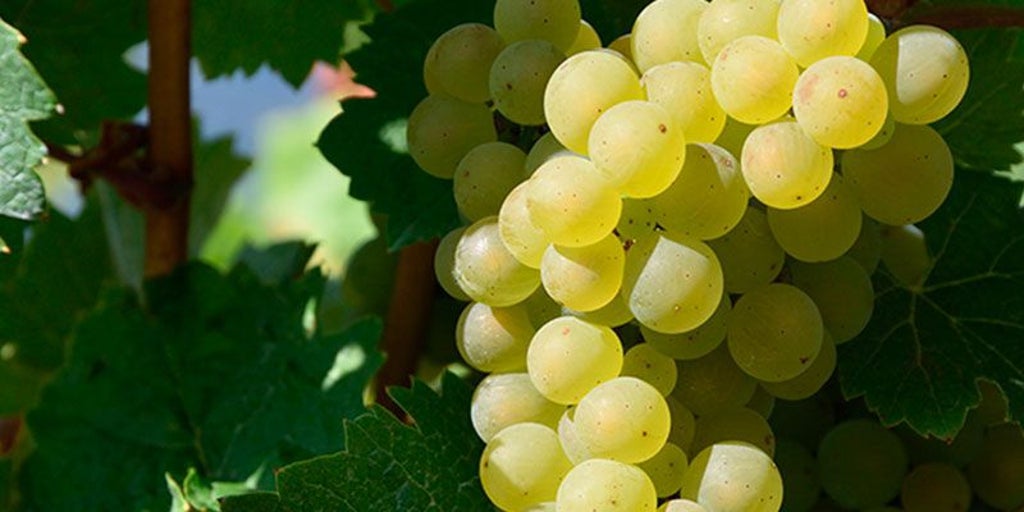Castilla-La Mancha celebrará el 30 de noviembre el Día de la Uva Airén
