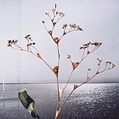 El IVAM presenta la línea Museo Anfibio en torno a los paisajes naturales y acuáticos vinculados a la ciudad de Valencia