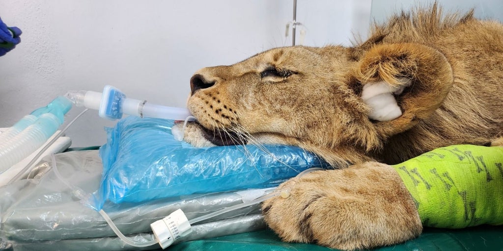 Dos leones africanos de Cabárceno recuperan movilidad con un tratamiento pionero del Hospital Veterinario de la Universidad de León