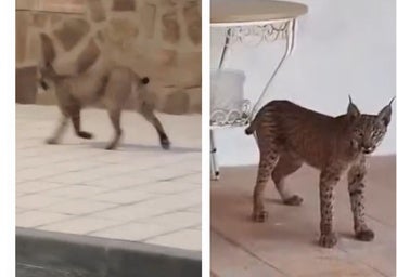 Un lince ibérico pasea por una urbanización de un pueblo de Toledo y ocupa el porche de un chalet