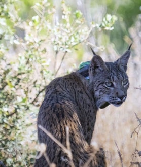 Imagen secundaria 2 - Técnicos realizando el seguimiento del lince Uraclio