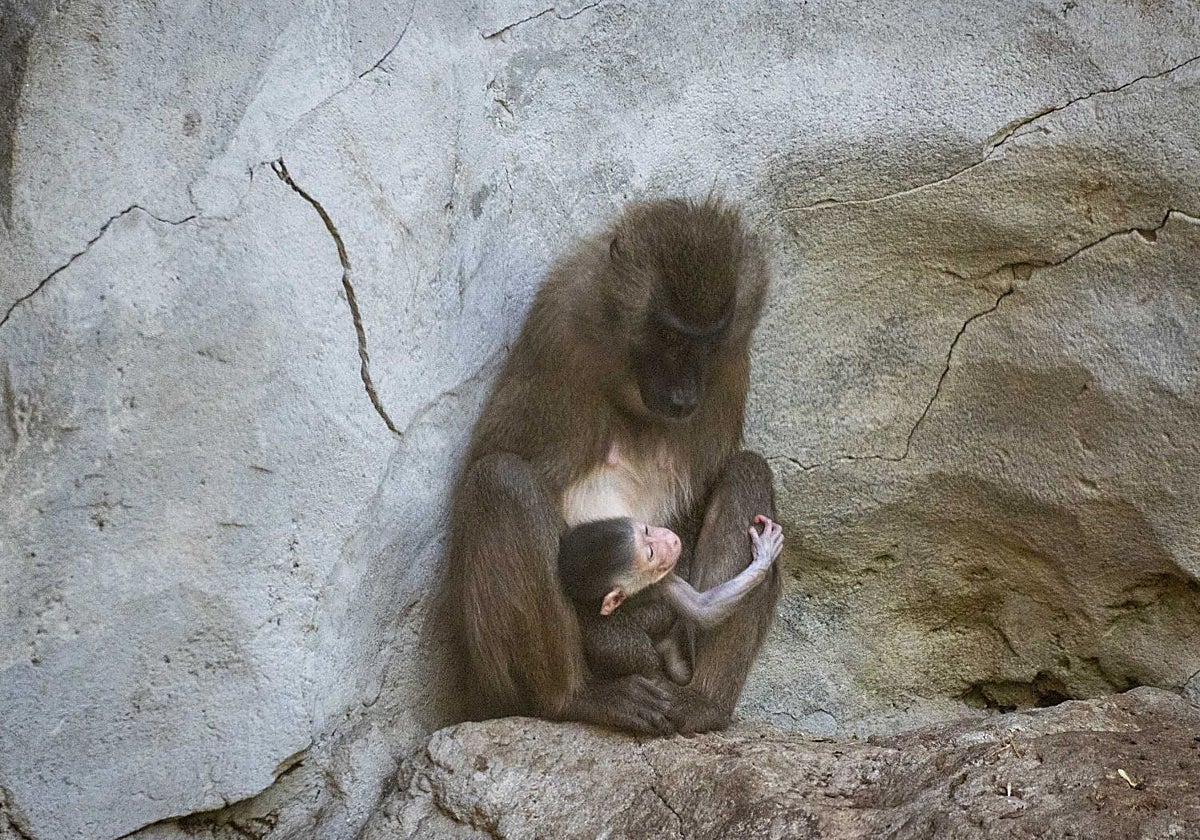 Imagen de la nueva cría de dril de Bioparc Valencia junto a su madre Xana