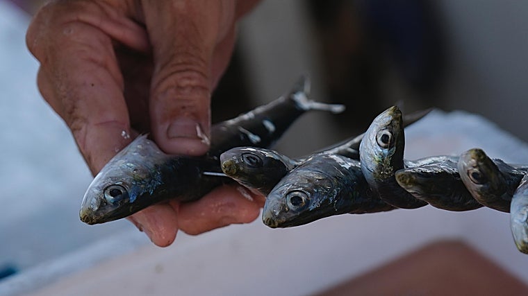 Manos expertas ensartan las sardinas en la caña: el gesto ancestral que da origen al espeto