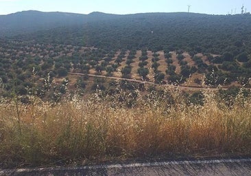 Familias de Mora, en Toledo, denuncian la intención de la Junta de expropiar un 'mar de olivos'