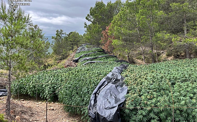 Imagen principal - Imágenes de la plantación de marihuana desde diferentes ángulos