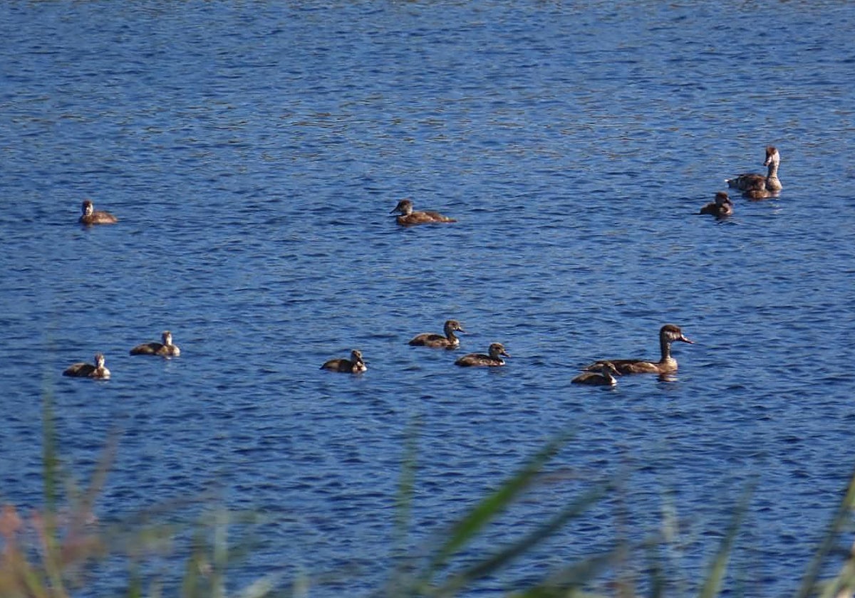 La mejora de la situación hídrica del Parque de Las Tablas provoca un récord histórico de aves acuáticas