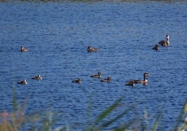 La mejora de la situación hídrica del Parque de Las Tablas provoca un récord histórico de aves acuáticas