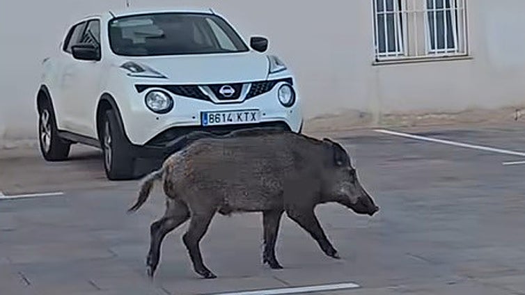 Vuelven los jabalíes a pueblos y playas valencianas y recurren a drones y caza nocturna