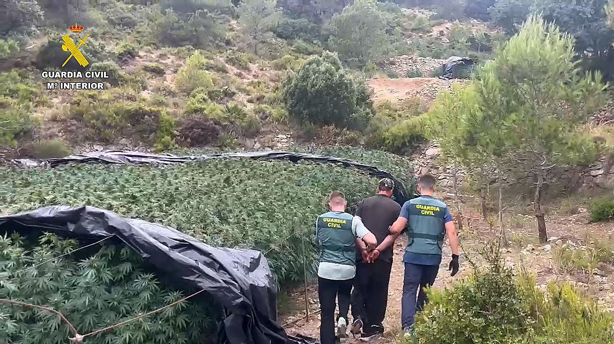Imagen de la detención de uno de los responsables de la plantación junto al cultivo