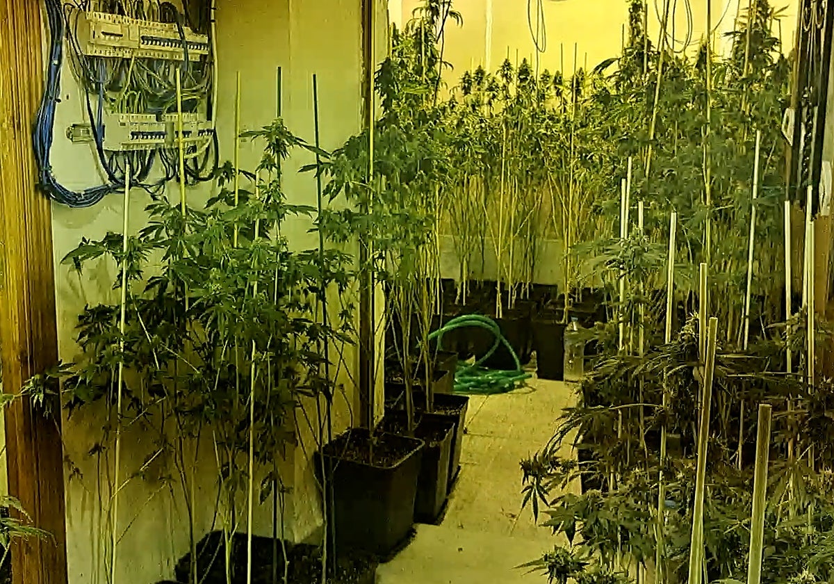 Plantación de marihuana en Bujalance