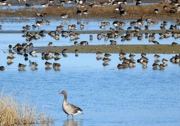 Confirman gripe aviar en los cadáveres de ocho patos hallados en julio en el entorno de Villafáfila