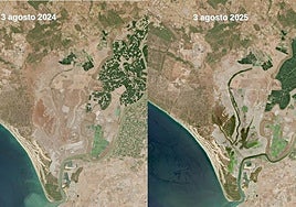 Las marismas de Doñana todavía se mantienen inundadas en pleno agosto