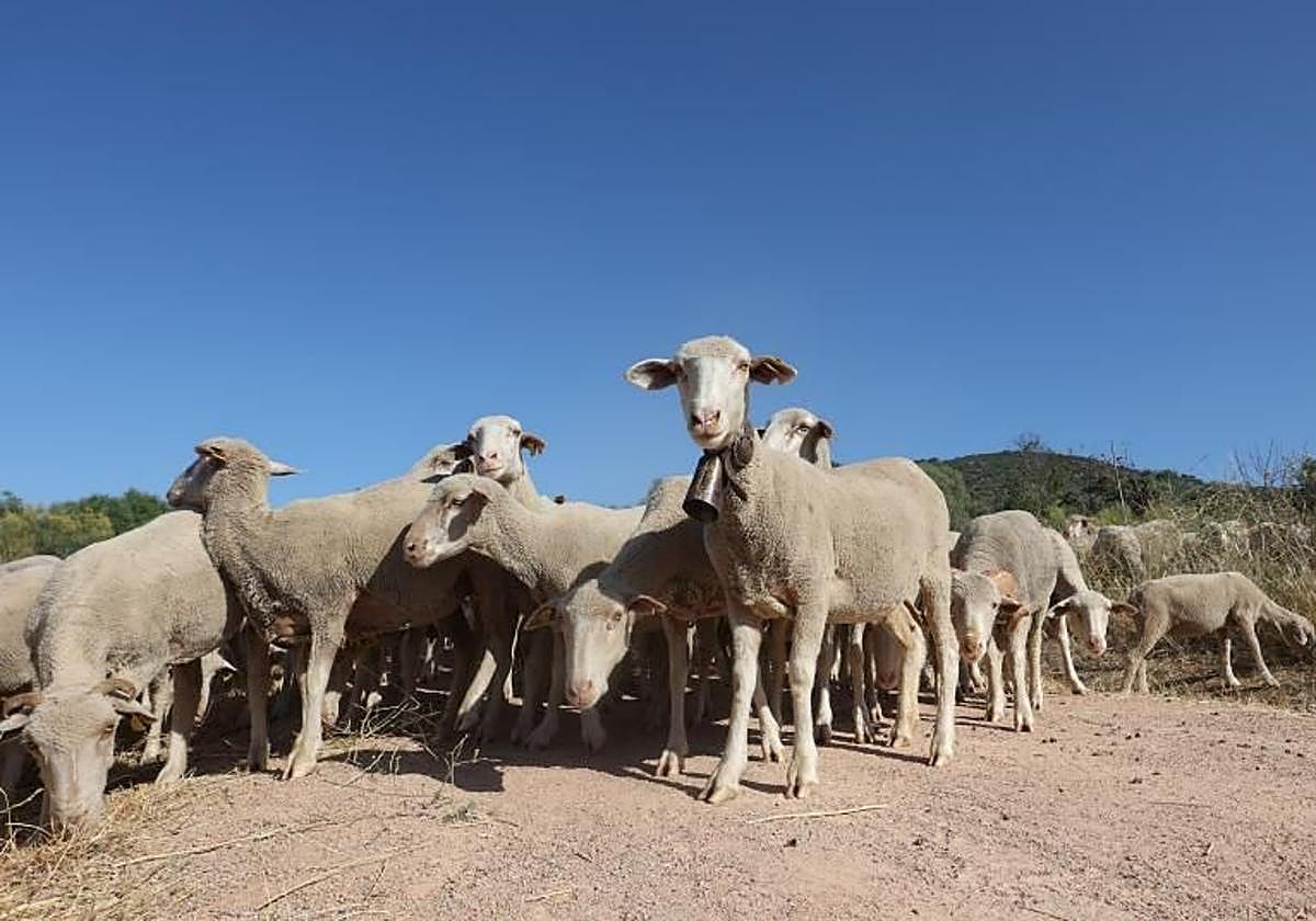 Rebaño de ovejas en una finca de Córdoba