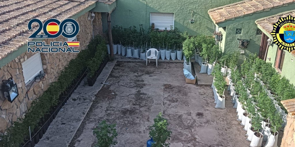 Una inspección a un desguace clandestino de coches descubre 212 plantas de marihuana