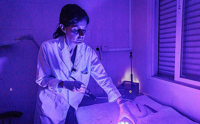 Imagen principal - Arriba, Laura, policía y bióloga, aplica una luz especial para revelar vestigios. Abajo, a la izquierda, proceso de ósmosis para recuperar la huella del dedo de un fallecido. A la derecha, comparación de varias huellas dactilares 