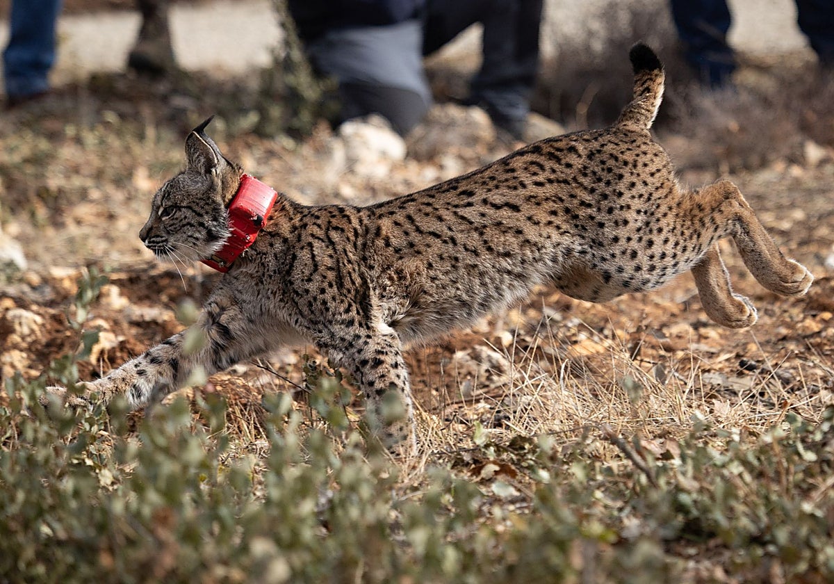 Vuelvepiedras, el macho del felino trota en el monte de Astudillo en su suelta, el pasado febrero