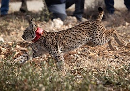 Muere ahogado en el Canal de Villalaco el primer macho de lince ibérico liberado en el Cerrato Palentino