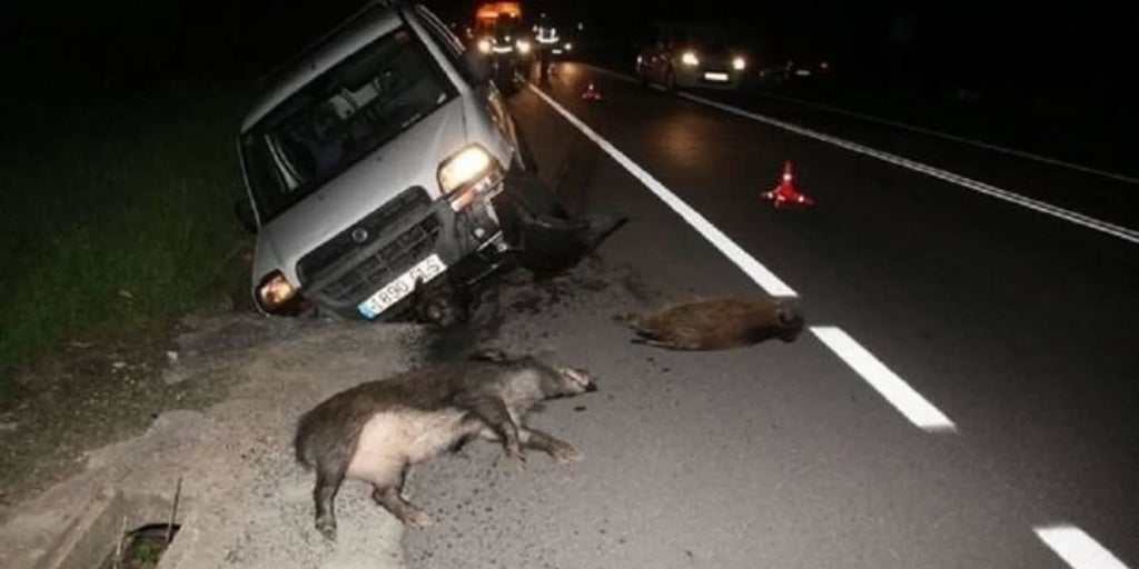 Castellón pondrá medios frente a los jabalíes en varios barrios porque empiezan a provocar accidentes de tráfico