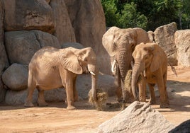 Bioparc Valencia se une a la llamada por la conservación del elefante tras la desaparición del 95% de su especie