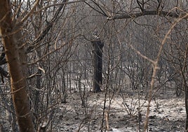 El mayor experto en Las Médulas, indignado tras el incendio: «Esto no puede pasar en 2025»