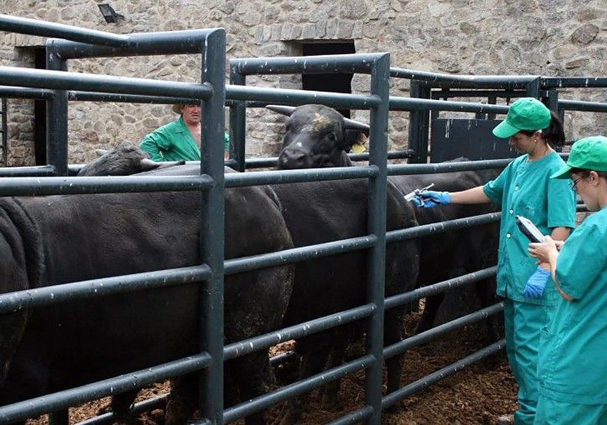 Asaja pide a la Junta una reunión urgente para abordar «la expansión de la lengua azul en la región»