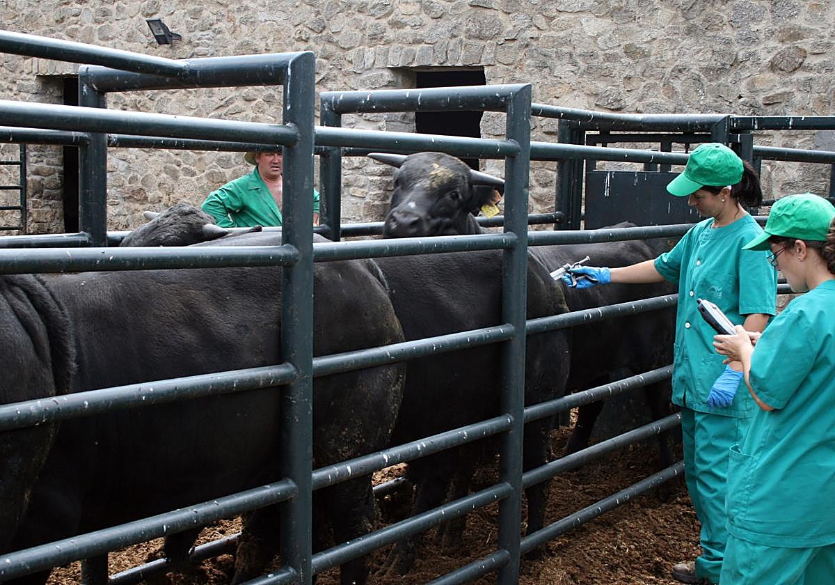 Vacunación de animales para prevenir la lengua azul