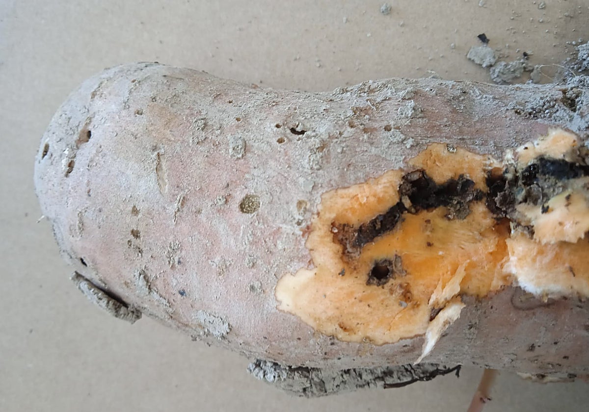 Un boniato afectado por la plaga del gorgojo africano de la batata