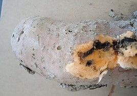 Una plaga importada de África amenaza el cultivo de boniato en Alicante, una de las grandes zonas productoras
