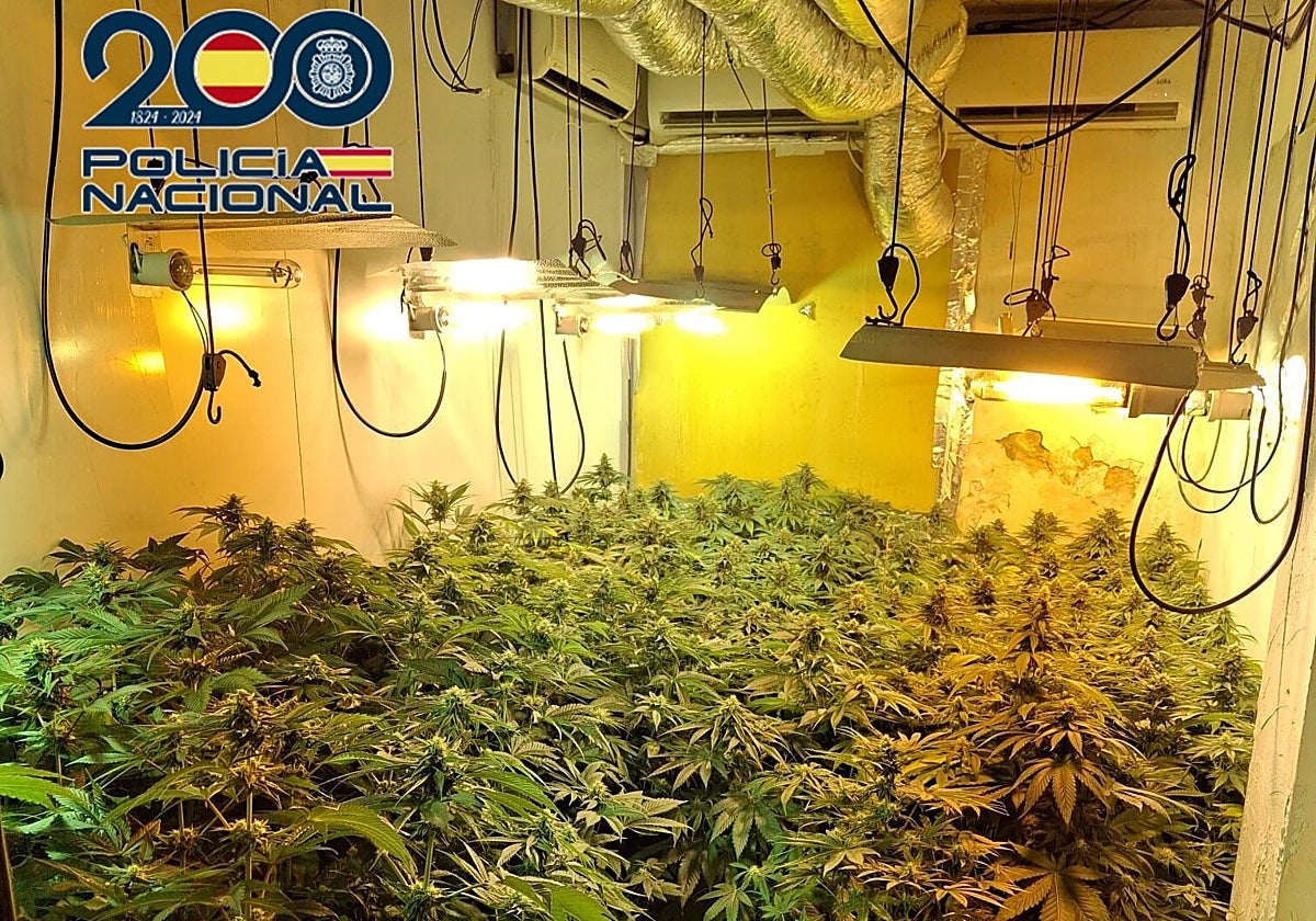 Imagen de una de las plantaciones de marihuana incautadas a un hombre en Valencia