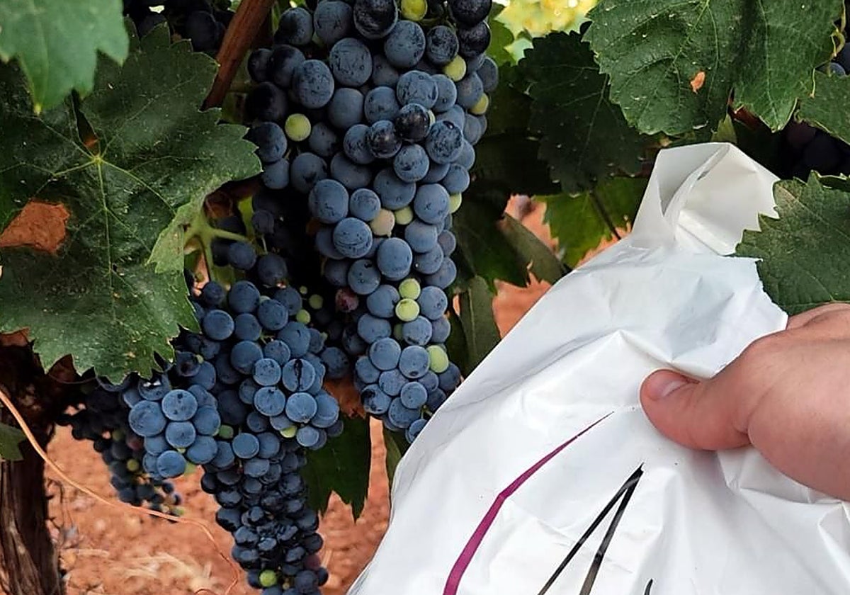 El Progreso de Villarrubia de los Ojos comienza la vendimia en una cosecha que calcula inferior al pasado año