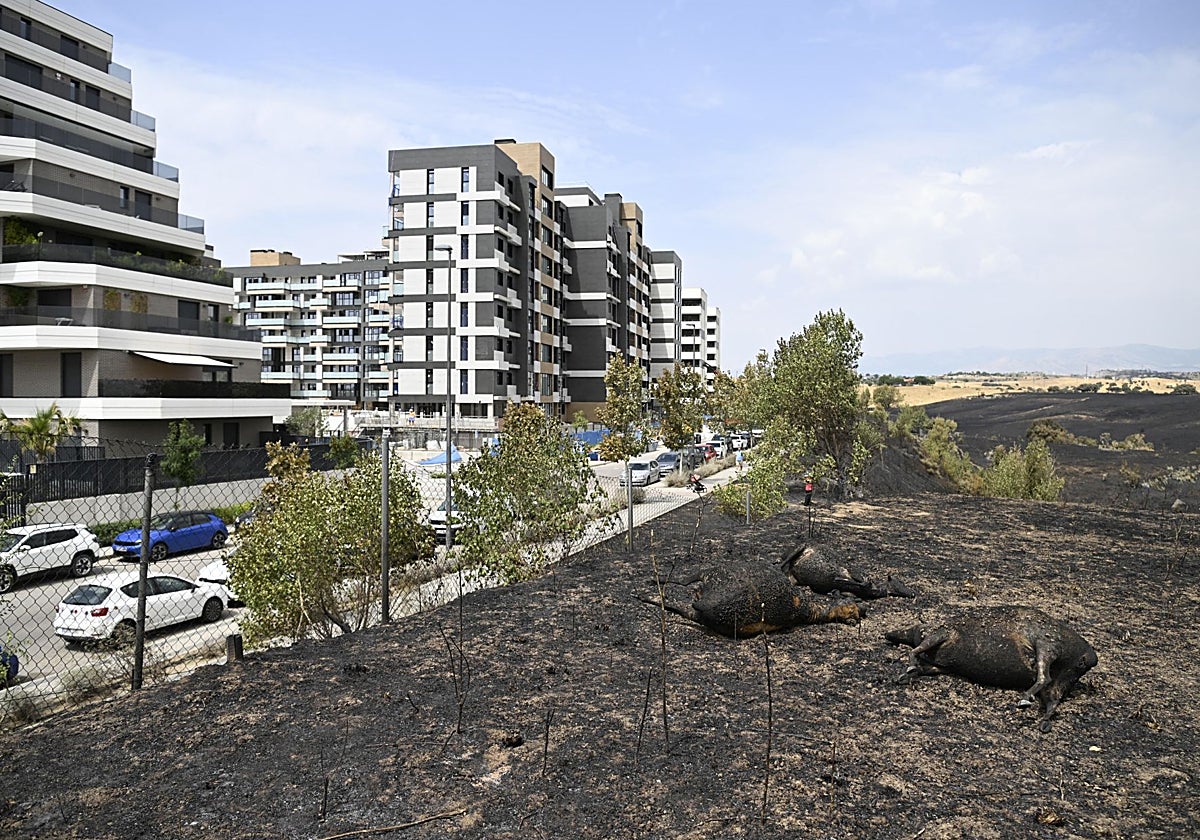 Reses calcinadas junto a las viviendas en el incendio de Tres Cantos