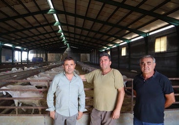 La Junta abona más de 38 millones en ayudas directas al ovino y caprino de Castilla-La Mancha