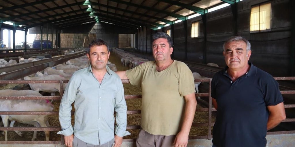 La Junta abona más de 38 millones en ayudas directas al ovino y caprino de Castilla-La Mancha