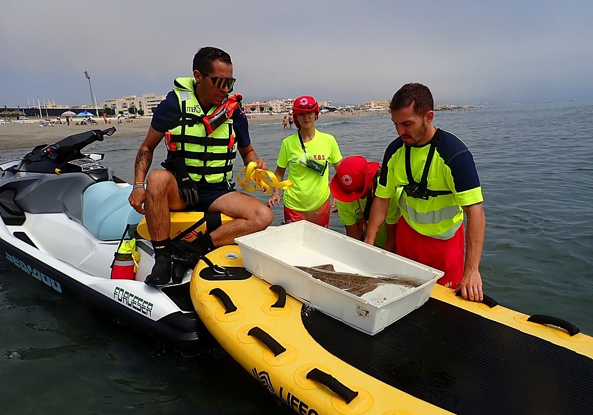 Personal de la Delegación de Playas soltando al tiburón ángel