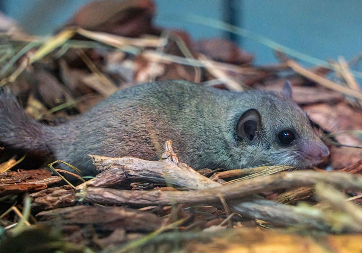 Imagen de uno de los lirones pigmeos africanos acogidos por Bioparc Valencia