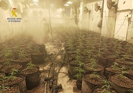 La Guardia Civil acaba en Alicante con un importante punto de producción de marihuana a nivel internacional