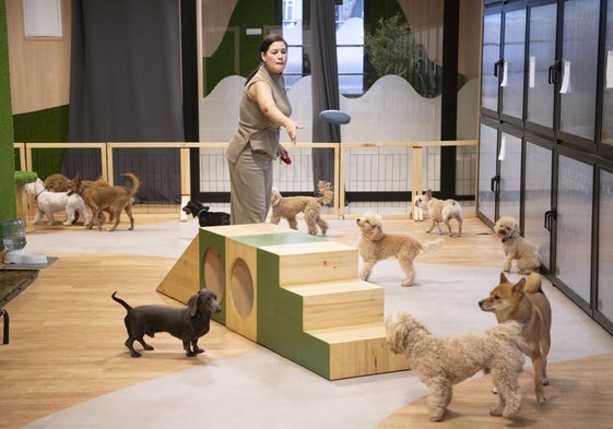 Hoteles para perros: el negocio de dejar a tu mascota a cuerpo de rey