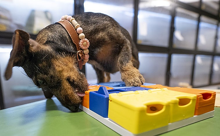 Imagen principal - Arriba, uno de los 'huéspedes' jugando. Abajo, izq., paseo por el Retiro; dcha, la propietaria e ideóloga del proyecto, Sofía Bienes