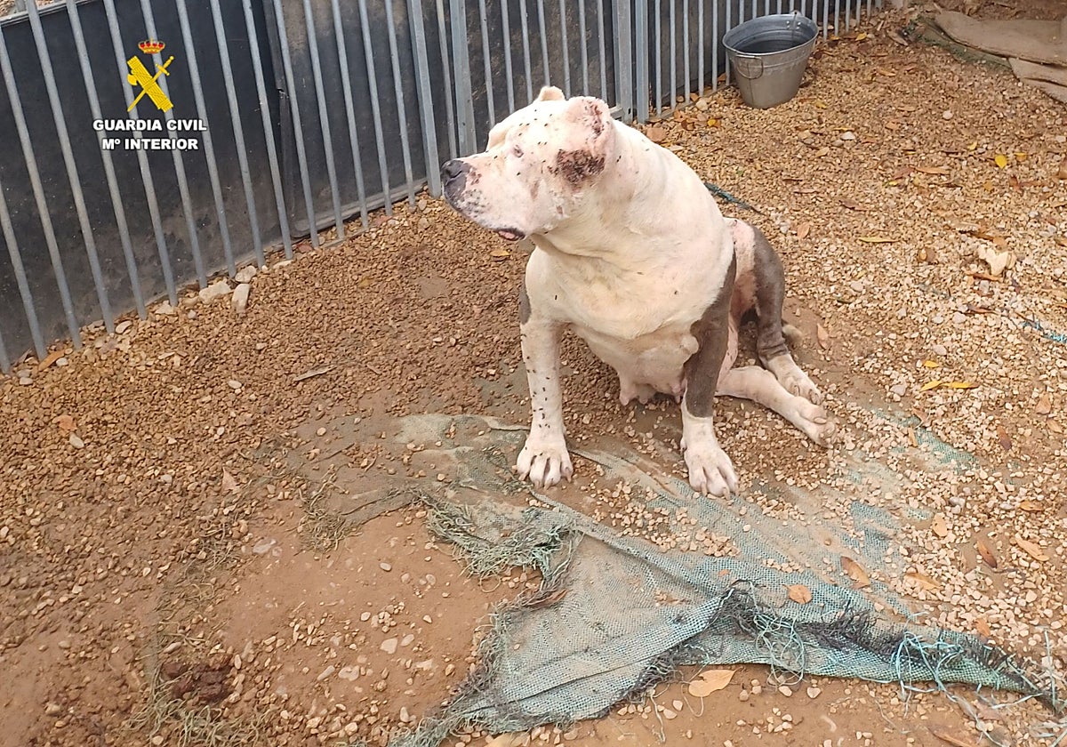 Imagen de uno de los perros cubierto de insectos en una partida de Benicarló