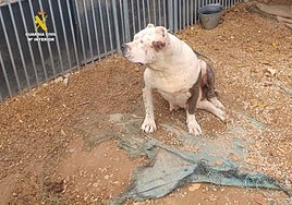 Obesos, con úlceras y las orejas amputadas: rescatan a once perros que alimentaban con pollo podrido en Castellón