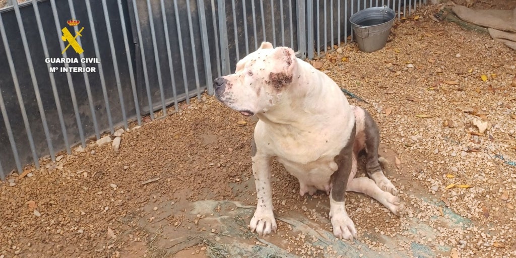 Obesos, con úlceras y las orejas amputadas: rescatan a once perros que alimentaban con pollo podrido en Castellón