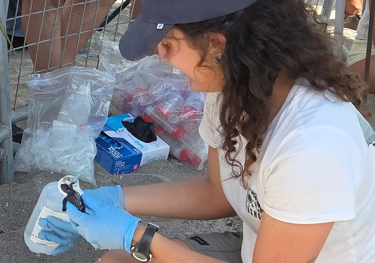 Una de las responsables de esta cría, con una de las pequeñas tortugas